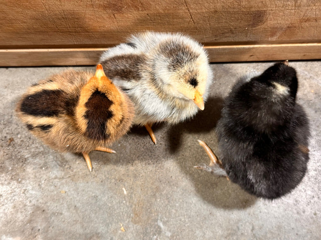 Barnyard mix chicks in Livestock in Renfrew - Image 2