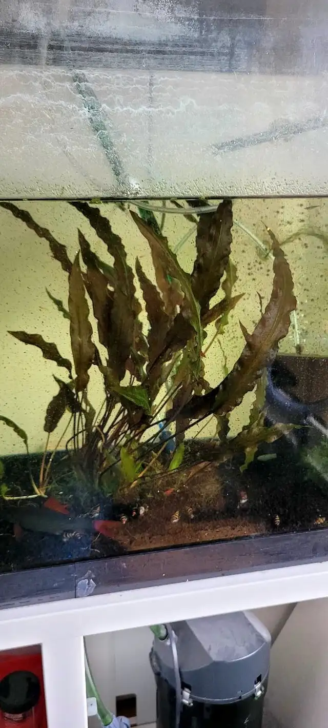 Fish & Aquarium setup (AS IT IS) in Fish for Rehoming in Oakville / Halton Region - Image 8