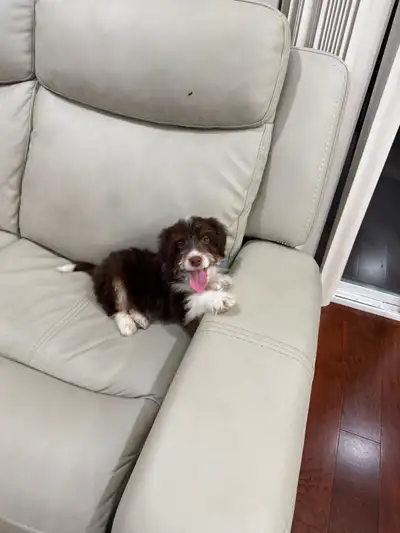 Aussi Doodle, View more