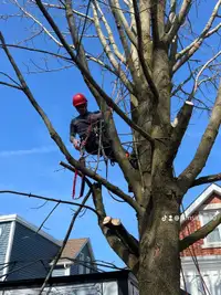 Tree removals! Pruning and trimming ! Call now 6479922687!