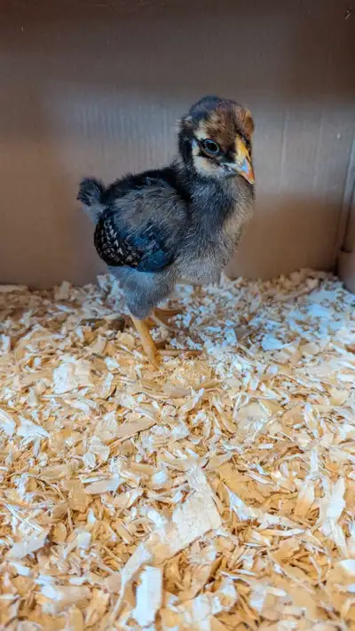 Gold Lace Wyandotte Chicks, View more