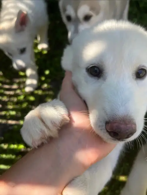 Low content Malamute x Husky puppies 9 weeks old ready to go! Come with puppy passports! Vet checked...