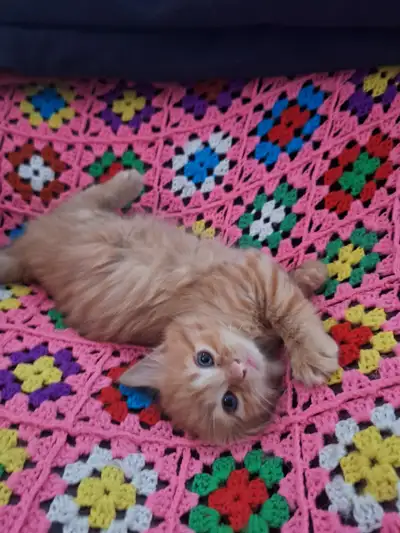 chaton bientôt prêt , View more