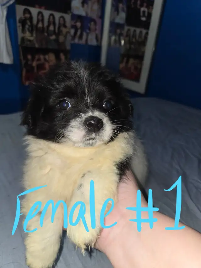 sweet puppies SELLING FAST in Dogs & Puppies for Rehoming in Calgary - Image 4