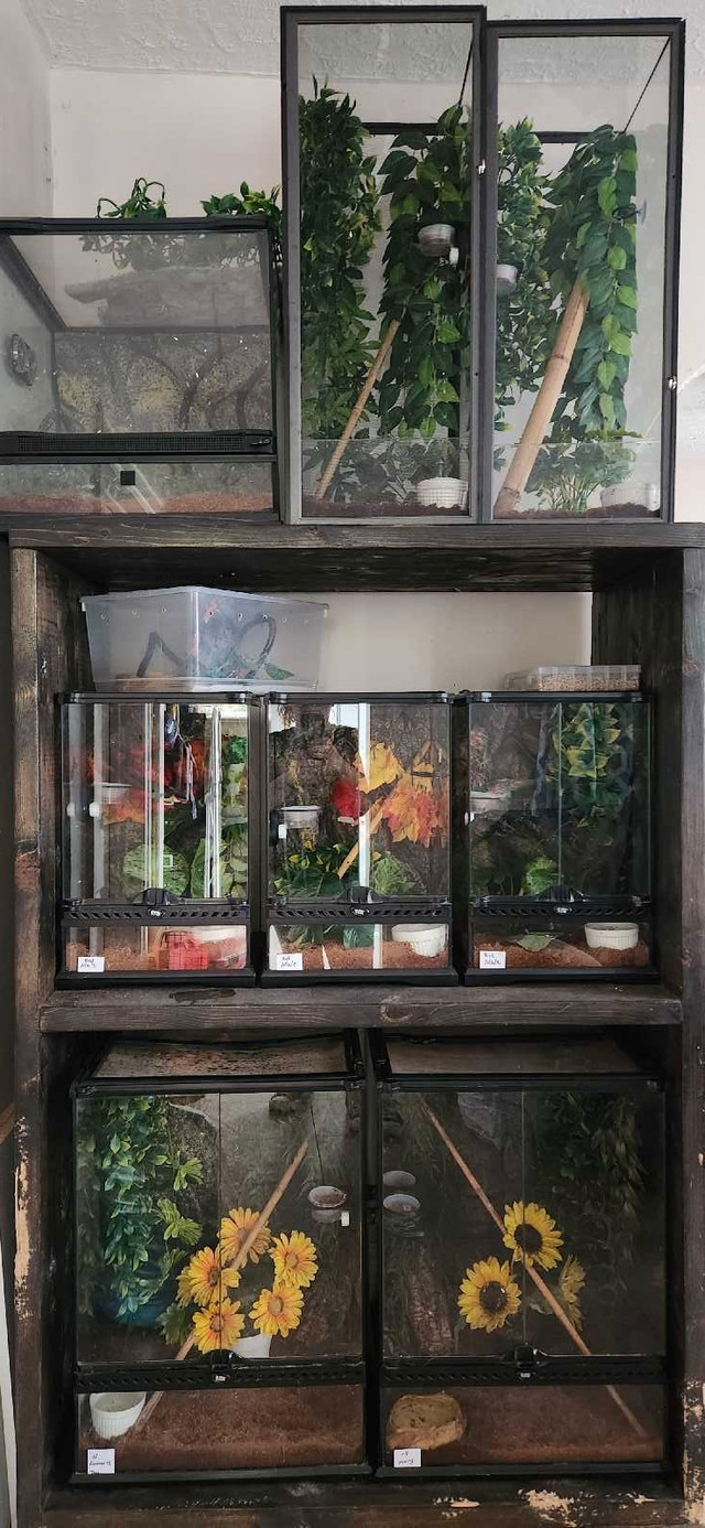 REDUCED...Crested gecko collection  in Reptiles & Amphibians for Rehoming in Chatham-Kent - Image 3