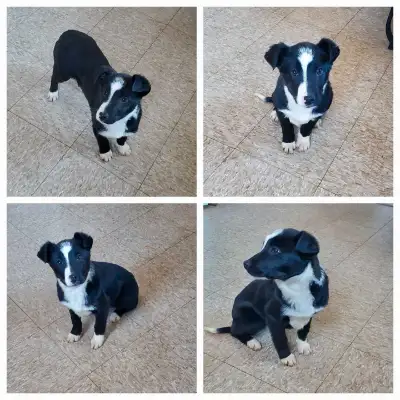 $100 OBO Need gone ASAP! Willing to deliver for extra fee. These beautiful Border Collie mix puppy's...