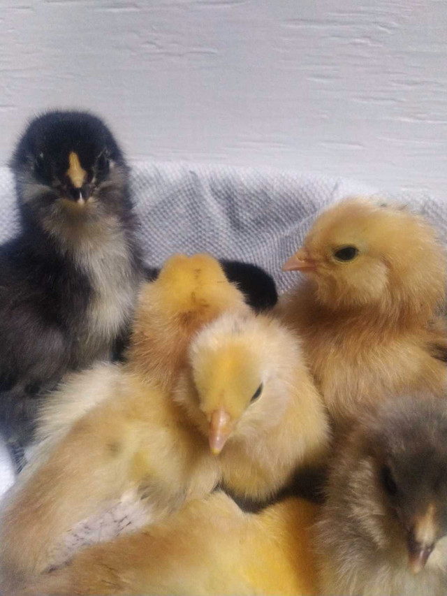 Purebred BBS Wheaten Ameraucana unsexed chicks in Livestock in Comox / Courtenay / Cumberland