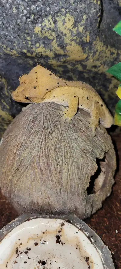 Male Crested Gecko For Sale! (Dalmation Brindle) Lost Tail!, View more