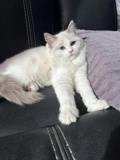 Ragdoll Bi Color, View more