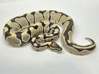 Spring sale for Ball Python males females and breeders.