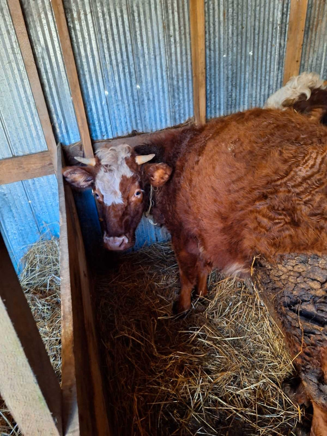 Brokel face heifer  in Livestock in Bridgewater