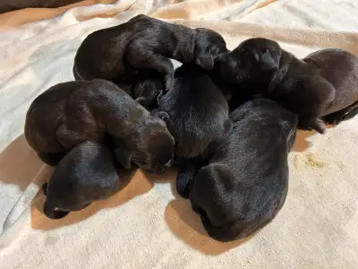 Weimaraner / Presa Canario Puppies Ready October 10, View more