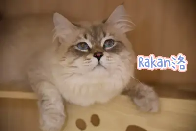 Pedigree Siberian Kittens, View more