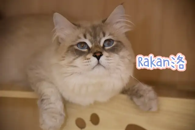 Pedigree Siberian Kittens in Cats & Kittens for Rehoming in Delta/Surrey/Langley - Image 5