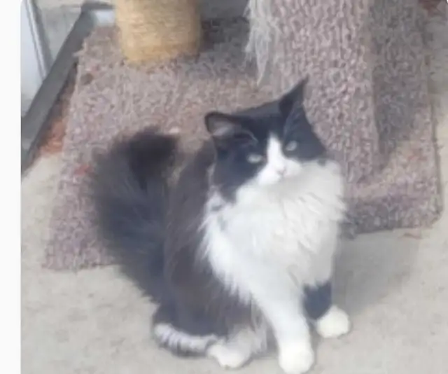 Lost female cat in Lost & Found in Edmonton - Image 5