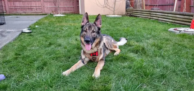 German shepherd in Dogs & Puppies for Rehoming in Richmond - Image 2