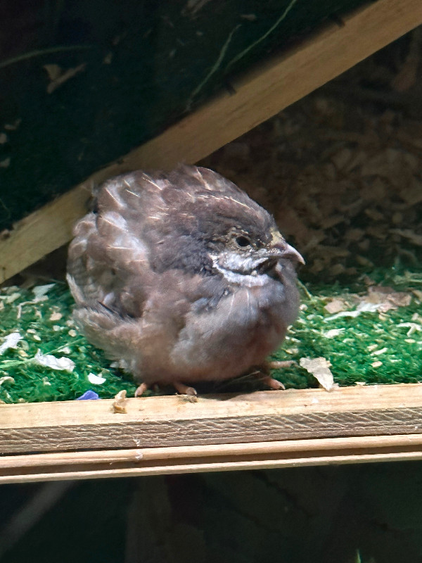 Button Quail in Birds for Rehoming in Comox / Courtenay / Cumberland