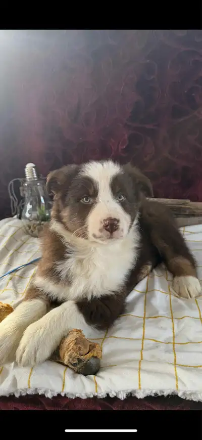 berger australien, View more