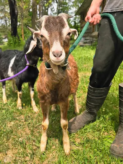 Dairy Buck, View more