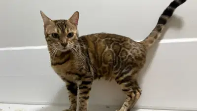 Beautiful bengal girl , View more