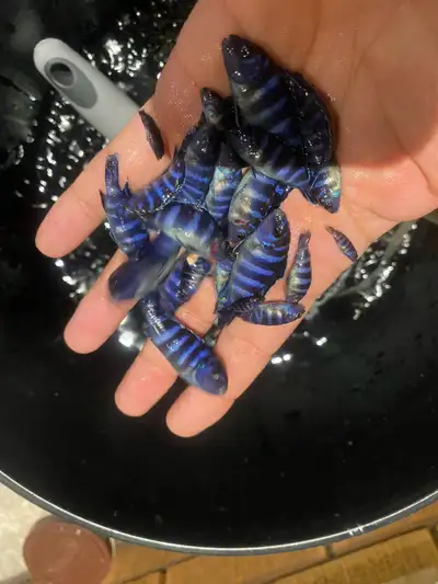 DemasonI cichlids for trade, View more