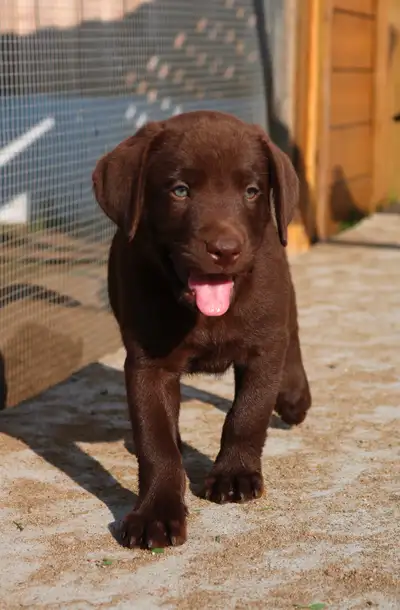 Chiots Labrador, View more