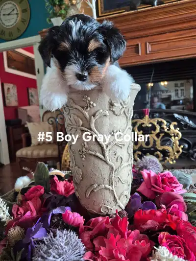 OMG  Take a look at our Biewer Yorkies Boys, View more