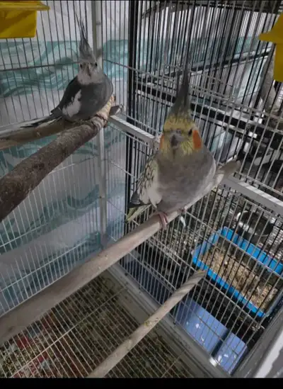 Lovely Cockatiels, View more