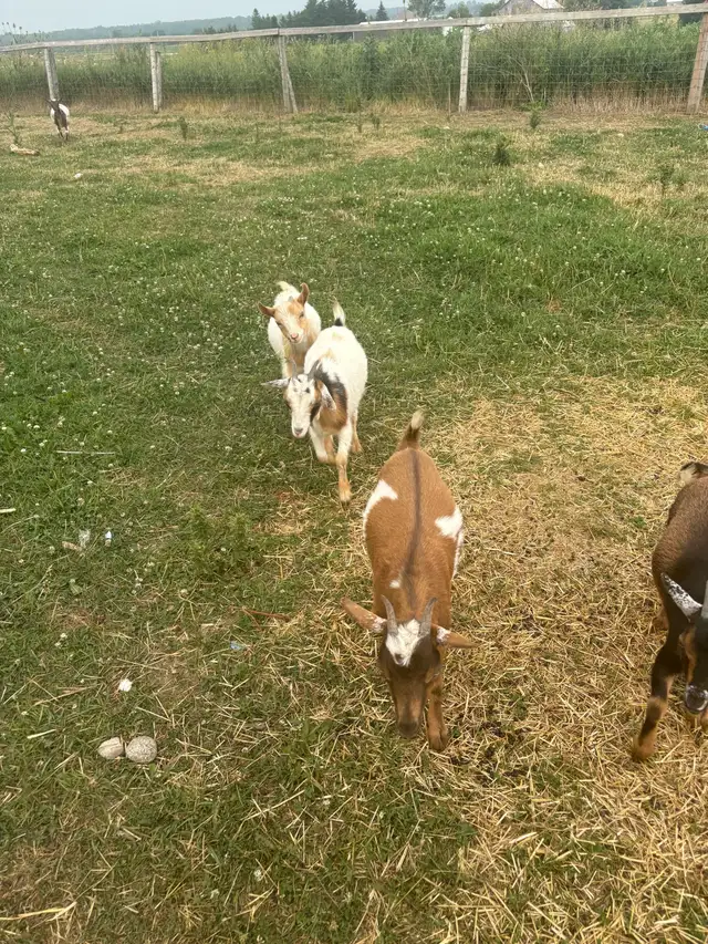  Nigerian dwarf  Doe in Livestock in Owen Sound - Image 5