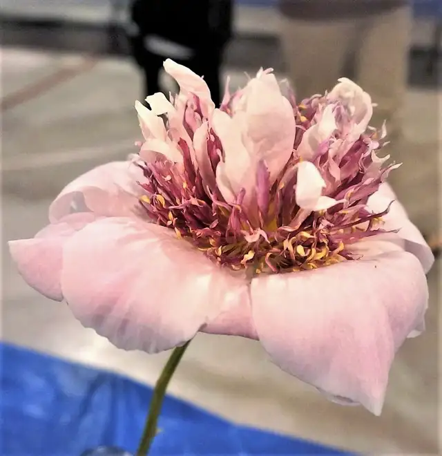 Free Indoor Flower, Veg + Design Show + Competition for You63611962345987122