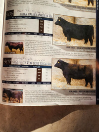 Quality Registered Black Angus Bulls and Open Heifers