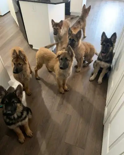 puppies for re homing, View more