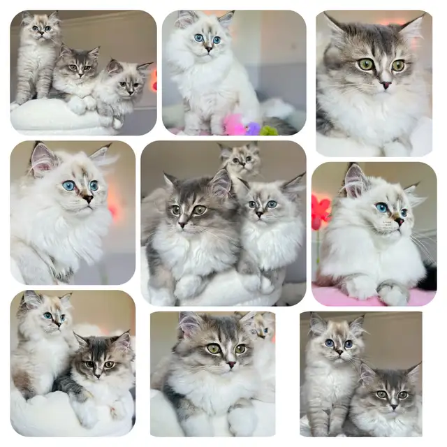 Chatons Ragdoll & Scottish ❤️pure race ❤️mâles et femelles in Cats & Kittens for Rehoming in Laval / North Shore - Image 3