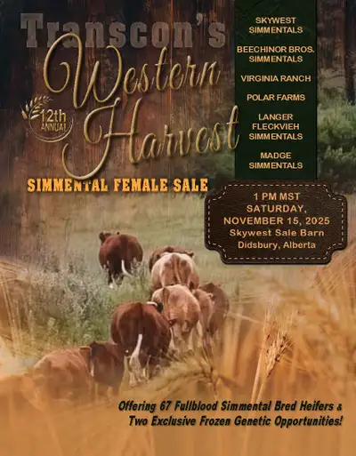 On offer 67 Fullblood Simmental Bred Heifers and two frozen genetic opportunities at the Skywest Sal...