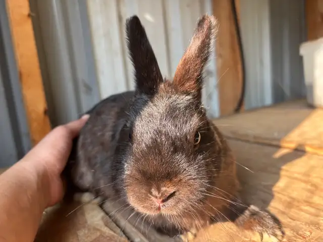 Netherland Dwarf Rabbits | Small Animals for Rehoming | Winnipeg | Free ...