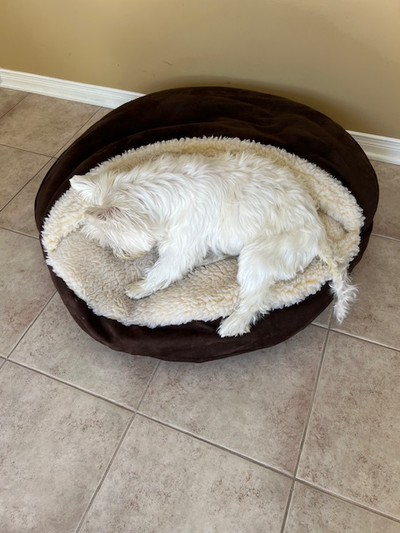 Dog/Cat Cave Bed, View more