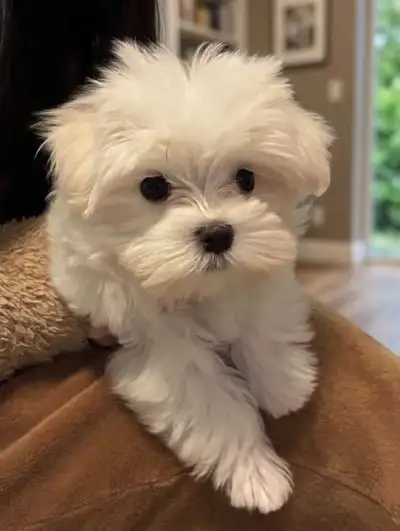 cutest Maltese puppy boy, View more