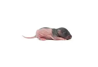 frozen  rat, View more