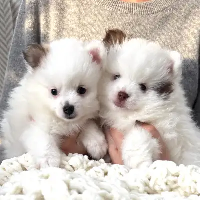 Pomeranian Puppies, View more