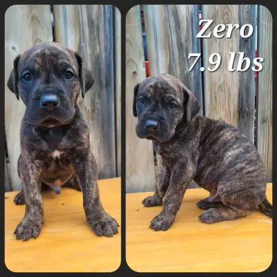 Great dane puppies, View more