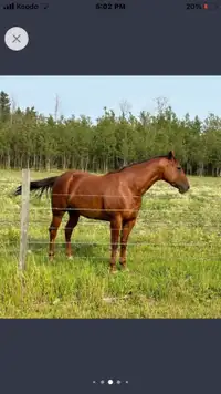 6 Year old Grade Quarter Horse Mare