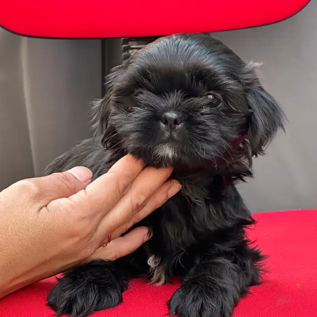 Shih tzu Puppies (Black)  - 5 Females & 2 Males in Dogs & Puppies for Rehoming in Vernon - Image 4