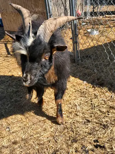 This friendly guy is proven. He is 2.5 yes old and was a 4-H project so he is very friendly and soci...