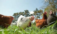 Laying Hens For Sale! (Young Birds)