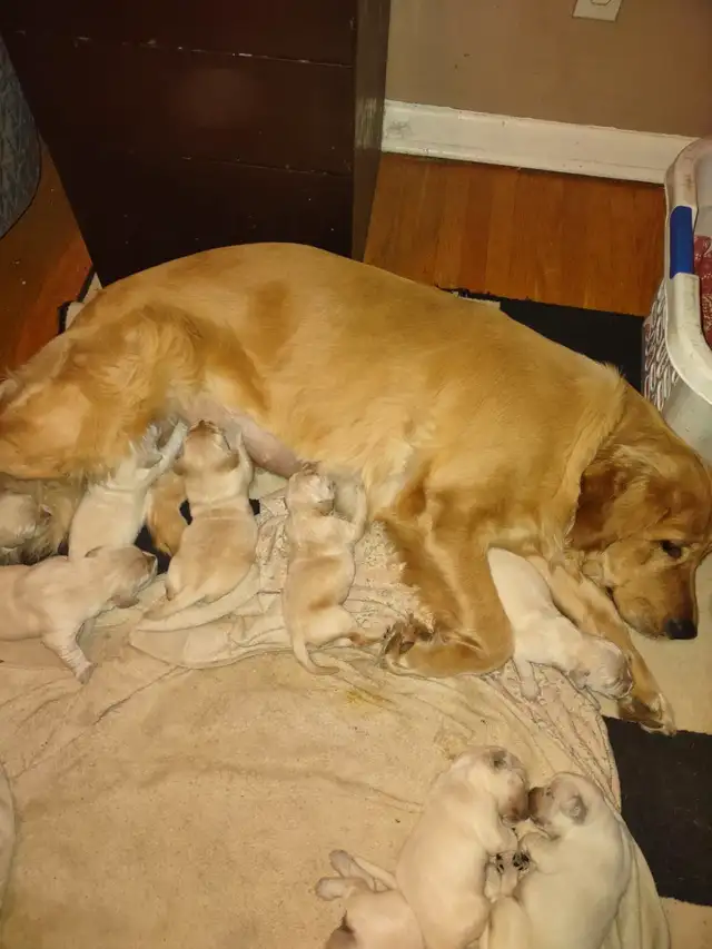 EXCELLENT PRICE!.  GOLDEN WAGGLES HAS 2 RETRIEVER  PUPPIES LEFT in Dogs & Puppies for Rehoming in Oakville / Halton Region - Image 6