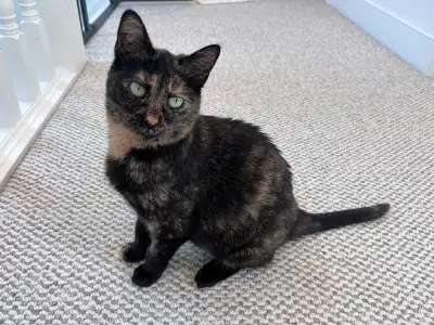 Sweet tortoiseshell cat looking for a loving home!, View more