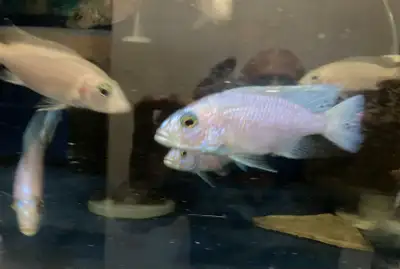 1-Lwanda Male about 4 inches $40 2- White Knight Males$ 40 each, Females $20 each Key words: aquasca...