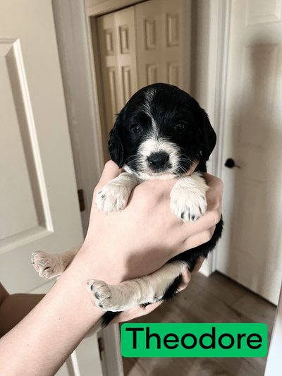 Beagle-Poodle Puppies for Sale, View more