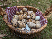 Fertilized quail eggs