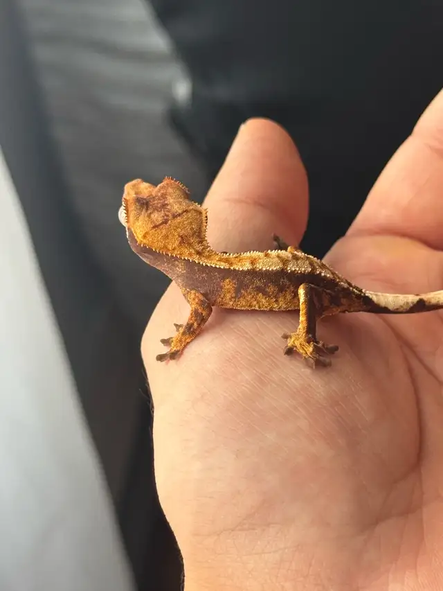 Tri-Color Extreme Harlequin Crested Gecko in Reptiles & Amphibians for Rehoming in City of Montréal - Image 6
